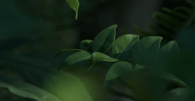 The Importance of Spinal Health for Overall Wellness