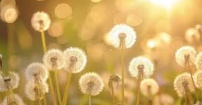 The Importance of Spinal Health for Overall Wellness